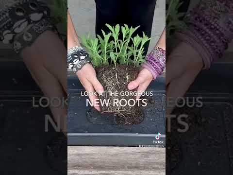 Video: Voortplantingsmetodes vir Verbena: wenke oor die voortplanting van Verbena-plante