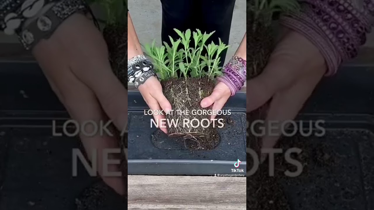 How to propagate verbena bonariensis. More tutorials on my Insta at anya_thegarden_fairy