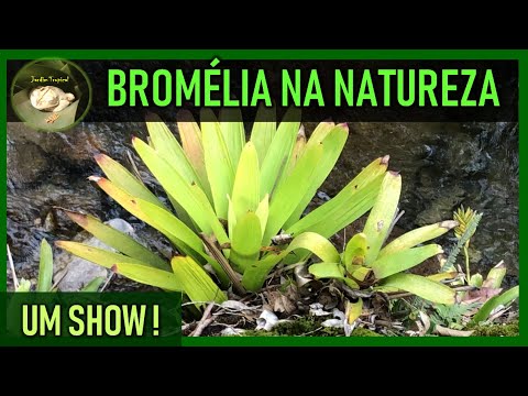 Vídeo: Que animais comem bromélias na floresta tropical?