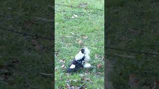 Magpie collects dog fur for nest.