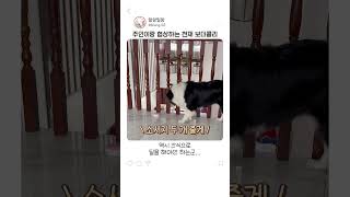 이젠 주인이랑 협상도 한다는 천재 보더콜리
