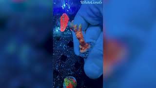 Montipora Forest Fire – Feuerwerk der Farben 🔥