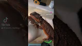 Color Changing Bearded Dragon