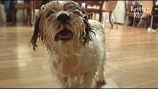 Dog Goes Into Scary Seizures Whenever He Gets Bathed | Kritter Klub