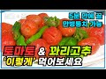 토마토, 꽈리고추 &#39;이렇게&#39; 먹으면 만병통치 가능합니다. 5분 만에 요리하고 평생 건강 지키는 레시피│Korean Food│최고의 요리비결│알고e즘