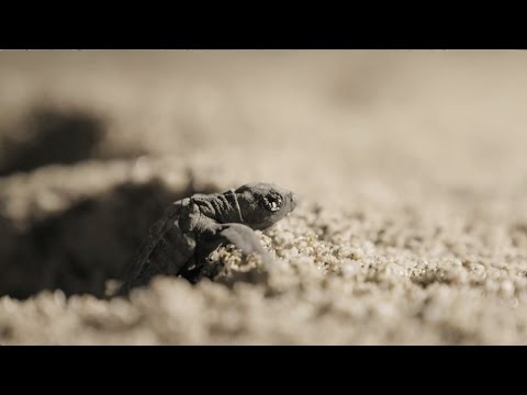 Vidéo: Tortue à oreilles rouges