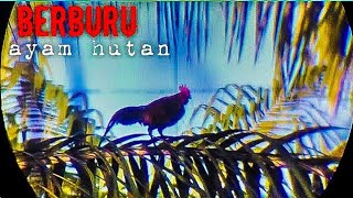 BERBURU AYAM HUTAN