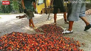 pemuatan brondolan merah merona dan super top