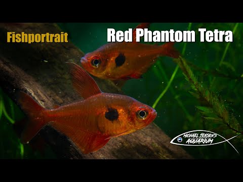 Red Phantom Tetra - Hyphessobrycon sweglesi