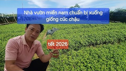 Giống cúc pha lê đại đóa anh em nhà vườn miền nam chuẩn bị xuống giống