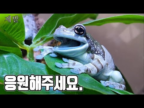 한국에 몇 없는 "우유개구리" 초대량 산란받기!!!