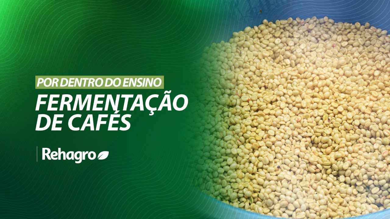 FERMENTAÇÃO DE CAFÉS: PASSO A PASSO DO PROCESSO | Por Dentro do Ensino - Café