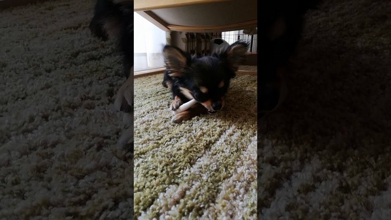 chihuahua with Deer Horns - YouTube