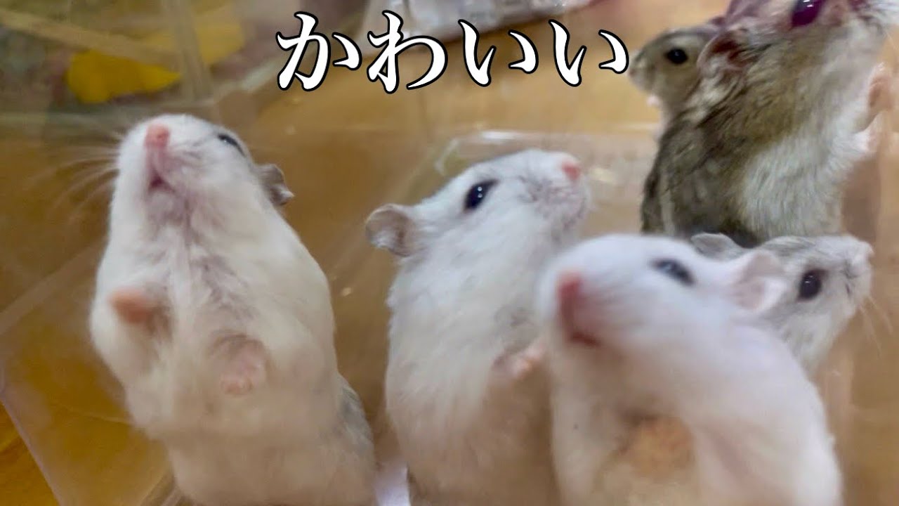 待機中のハムスターを見ながら