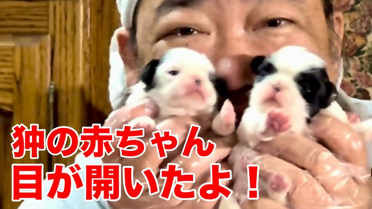 狆の赤ちゃん 目が開いたよ！大晦日【狆とチベタンスパニエル】 - YouTube