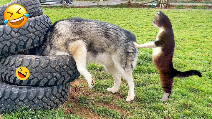 Best Dogs and Cats of the Year...So Far 2024 😹🐶