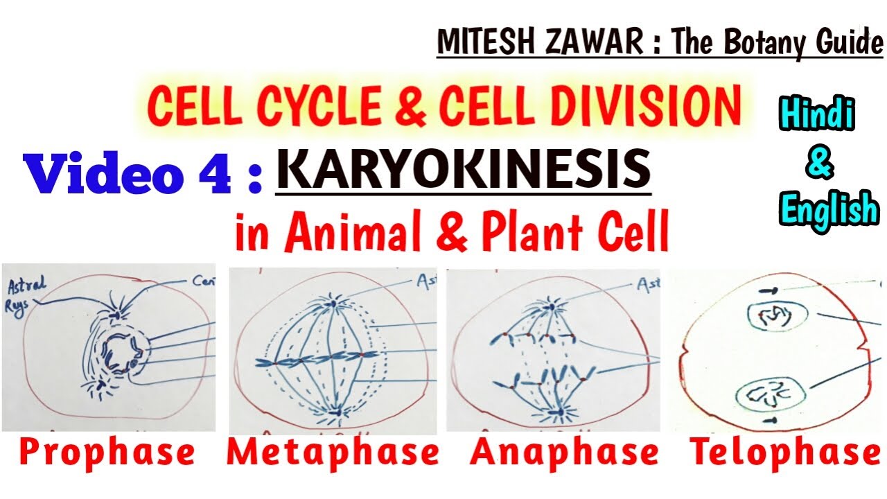 Karyokinesis || Prophase Metaphase Anaphase and Telophase || Phases of  Mitotic Cell Cycle Hindi Eng - YouTube