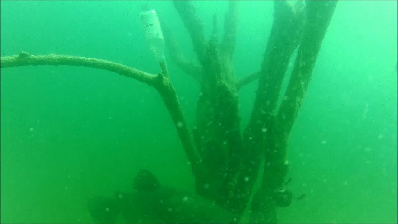 Lake Pleasant Giant Catfish YouTube