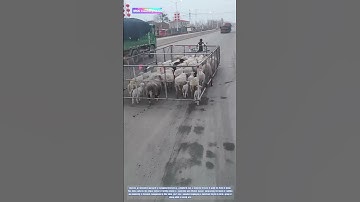 Shepherding on Wheels: The Mobile Flock Management