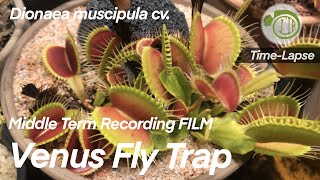 Giant Venus Fly Trap Growth over 3 Weeks || time lapse || Carnivorous Plants | Dionaea Venus Flytrap