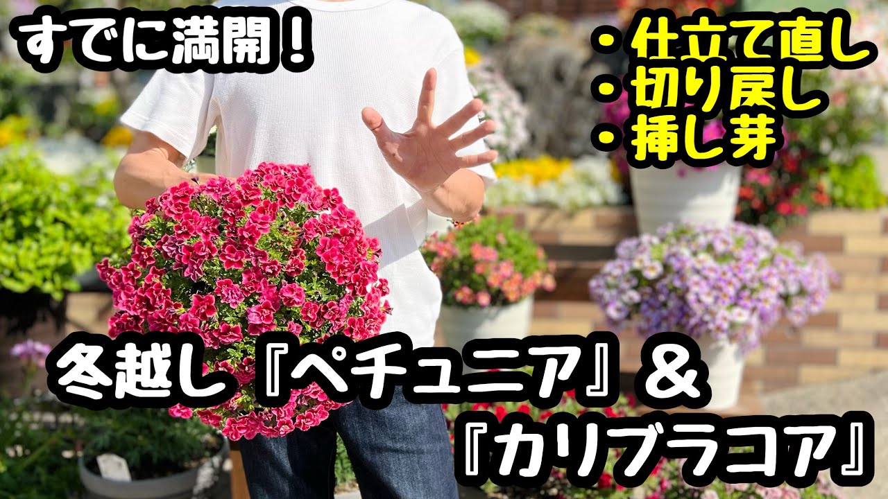 ◆【冬越しペチュニア】切り戻し＆仕立て直し🌱