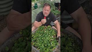 Why HOMEGROWN Strawberries Taste BETTER Than SUPERMARKET? #growsomething #gardening