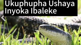Ukuphupha Ushaya Inyoka Kodwa Ibaleke