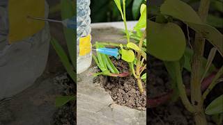 Self Watering Plant life Hack #easy #plant #watering