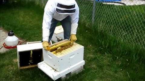2nd Hive Inspection, Week 3, 6May11