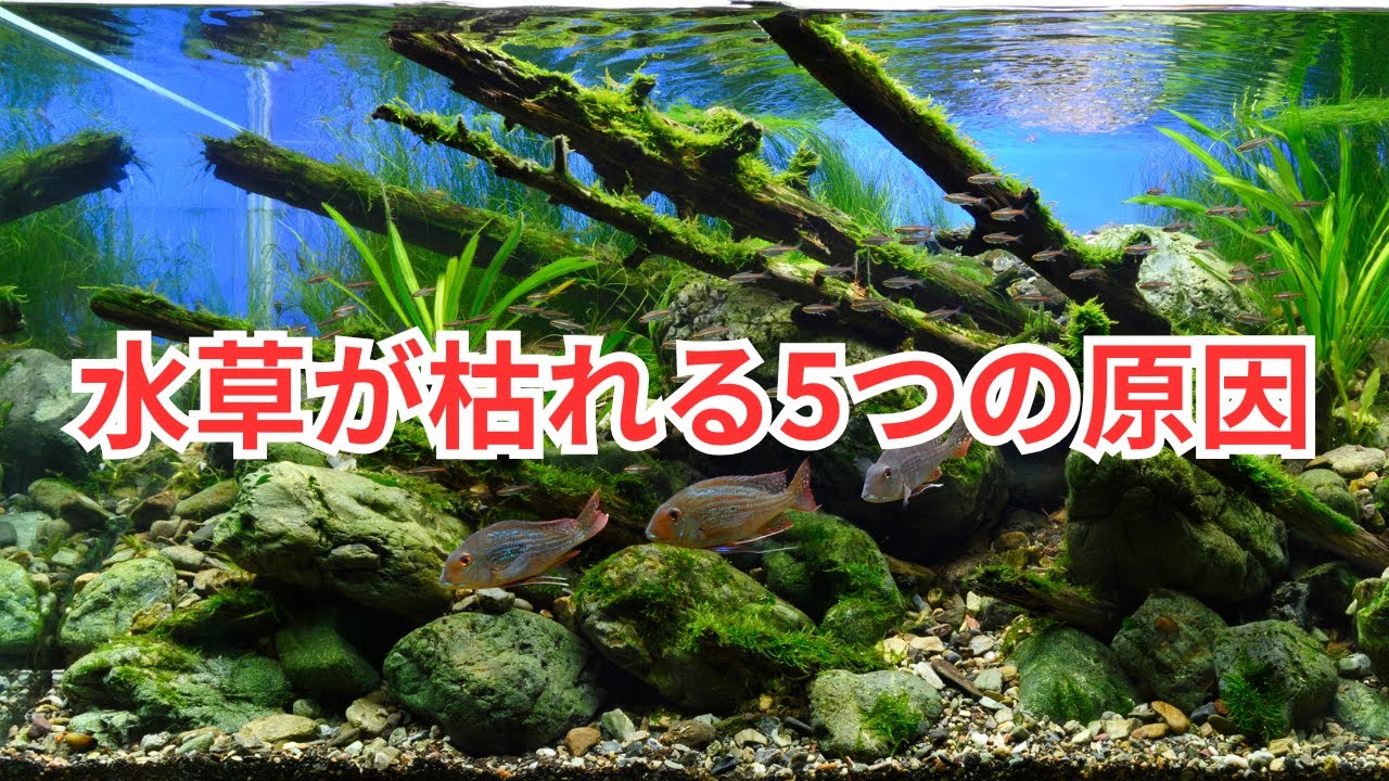 Find out why your aquatic plants die! - YouTube