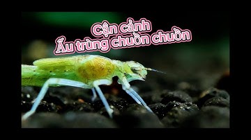 Cận Cảnh Ấu Trùng Chuồn Chuồn – Quái Vật Nguy Hiểm Trong Hồ Thủy Sinh!