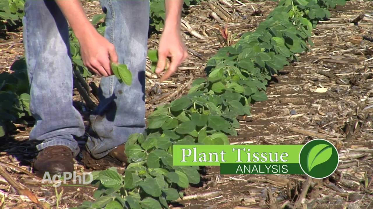 Plant Tissue Analysis 953 Air Date 7 10 16 YouTube plant-tissue-analysis-953-air-date-7-10-16-youtube