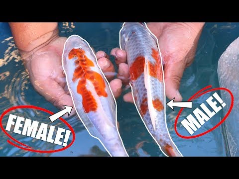 Video: Cum sa furati adulti Koi Fish