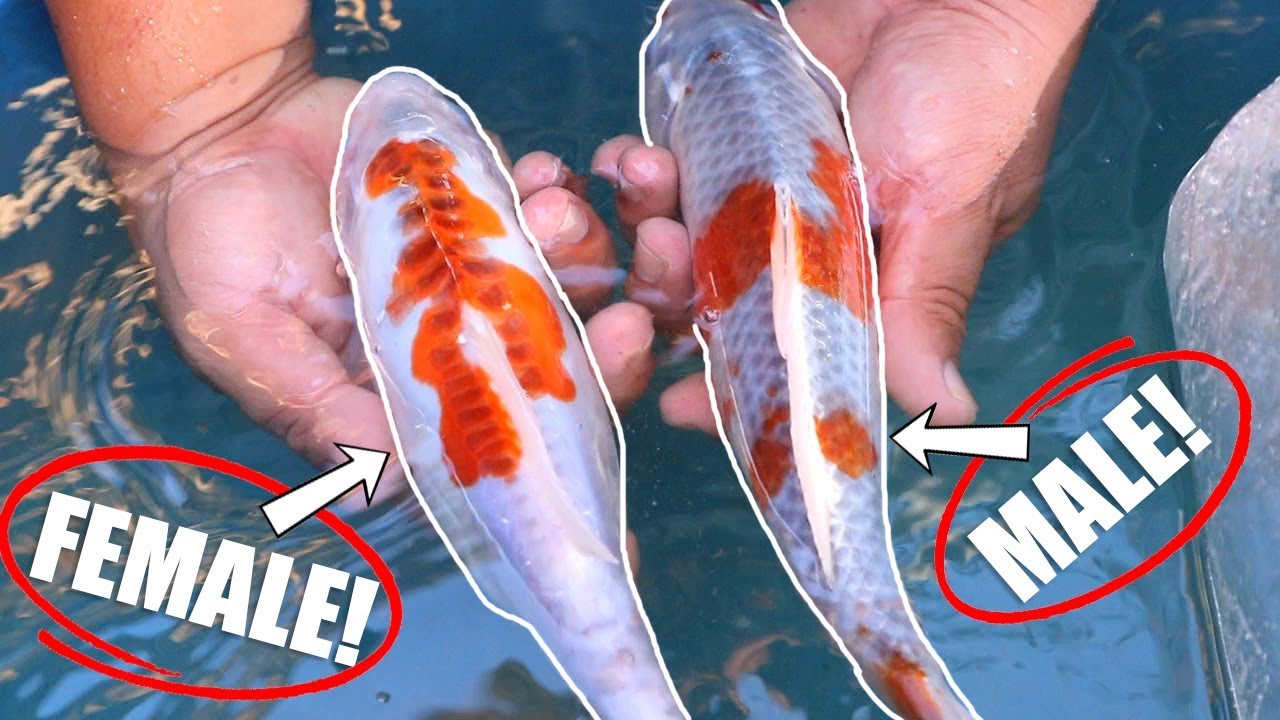 HOW TO KNOW MALE AND FEMALE KOI FISH - YouTube