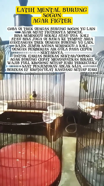 Tips cara melatih mental burung sogon agar fighter #shots #sogon #kicaumania #sogonmjl #fyp