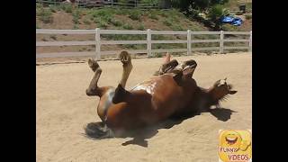 Horse Gas Ping Hd Best Funny Video 2017