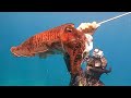 Giant Cuttlefish