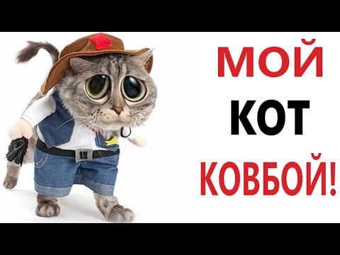 Лютые приколы. МОЙ КОТ КОВБОЙ!!! РЖАКА ДО СЛЁЗ! САМОЕ СМЕШНОЕ ВИДЕО – Domi Show