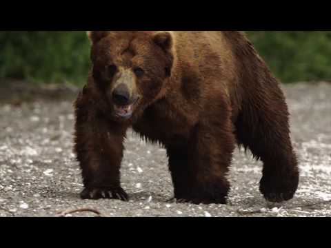 Video: Kurilo ežeras Kamčiatkoje: aprašymas, savybės, gamta, flora ir fauna