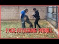 Face Attacking American Pitbull Terrier Rehabilitation