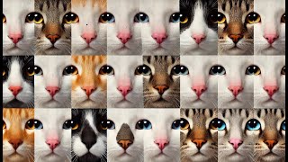 The Unique World of Cat Nose Prints | Fascinating Feline Facts