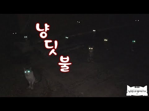 이거 대박이네요!,고양이들이 야밤에 다 몰려왔네요~Because of this, stray cats came in droves.