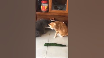 Cat scared of cucumber videos #shorts #youtube #youtubeshorts #cat #funny #reels