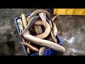 Trailer Yellow Eel fish cutting | vaam fish ka pota kese nikala