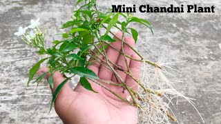 How to grow Mini Chandni Plant from cutting .