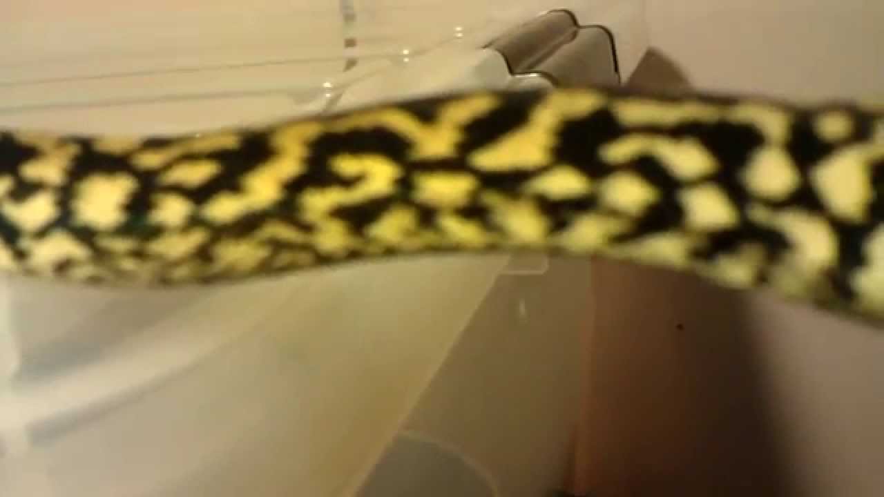 morphemes pdf (Horus) male Zebra Jungle Carpet