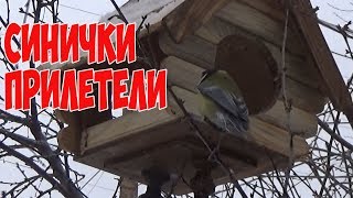 Природа Сибири. Синички прилетели./ The nature of Siberian Titmouse flew