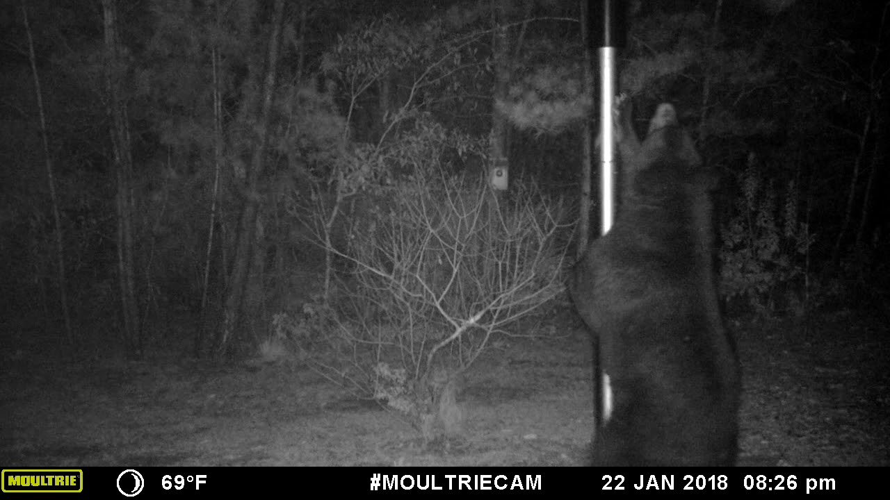 Bear Proof Bird Feeder Poles Prevent Bears From Eating Your Seed