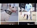 Dogo Argentino English Bull Terrier Bully pits Saint Bernard  and many more breeds watch full video