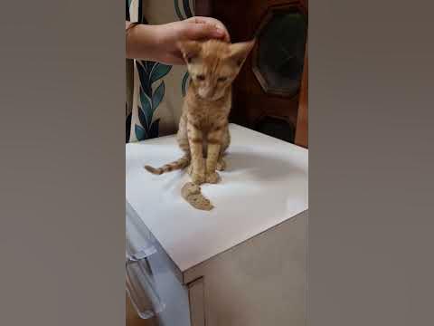 New family member eating dinner🐱🐈| Ravtej 1313 - YouTube
